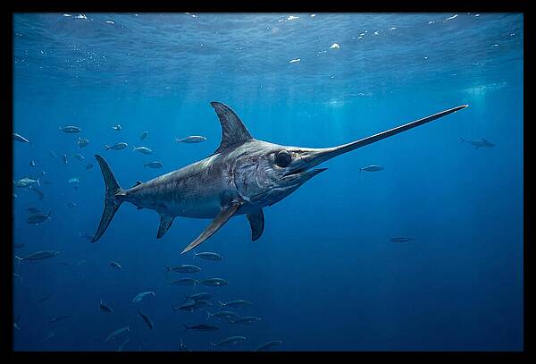 Swordfish Gliding Through Ocean Depths