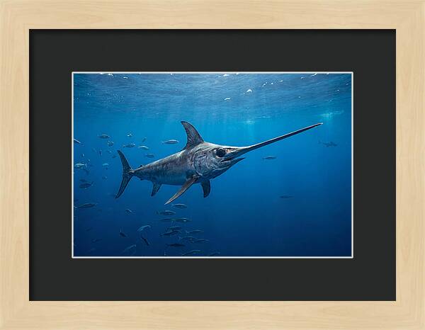 Swordfish Gliding Through Ocean Depths