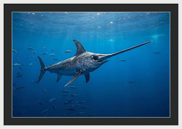 Swordfish Gliding Through Ocean Depths