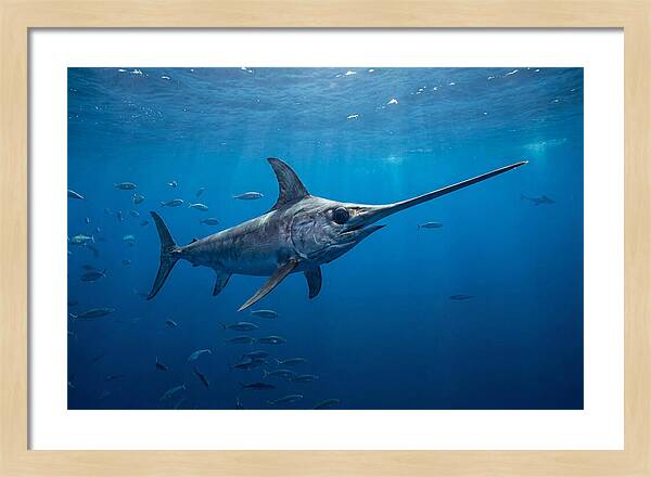 Swordfish Gliding Through Ocean Depths