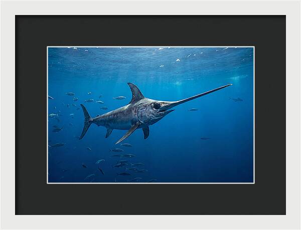 Swordfish Gliding Through Ocean Depths