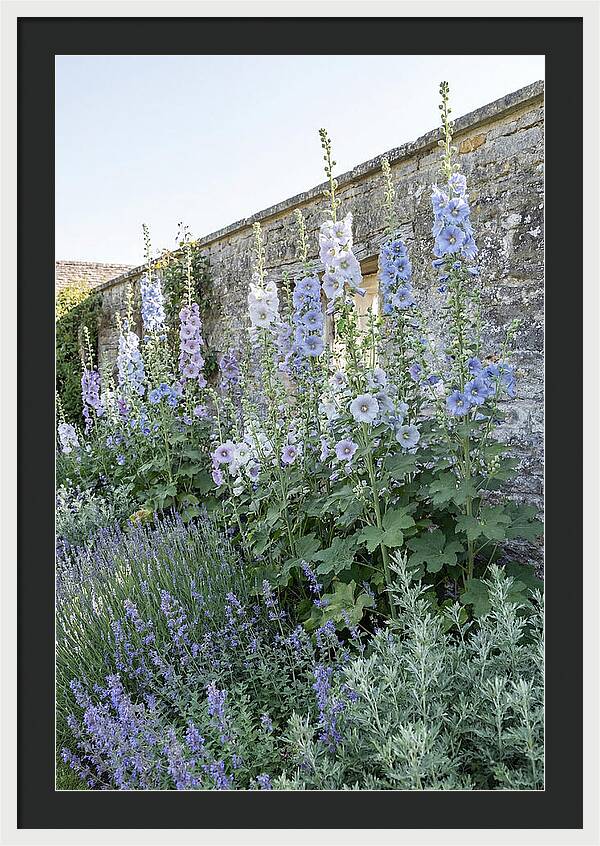Tall Hollyhocks Against Cottage Garden