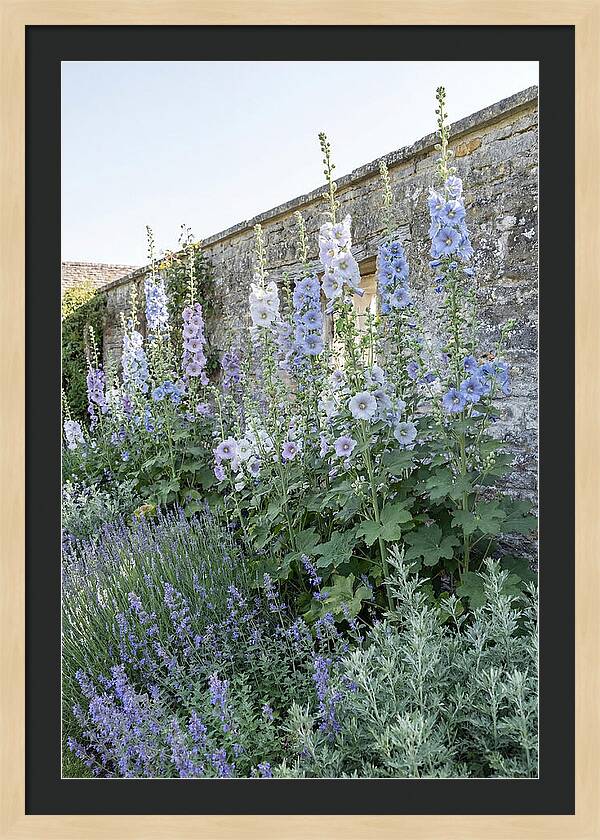 Tall Hollyhocks Against Cottage Garden