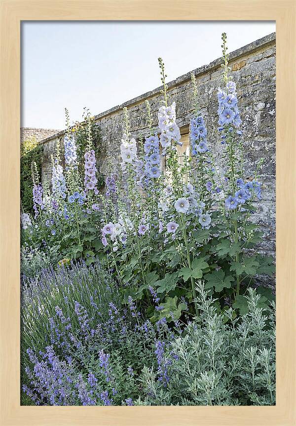 Tall Hollyhocks Against Cottage Garden