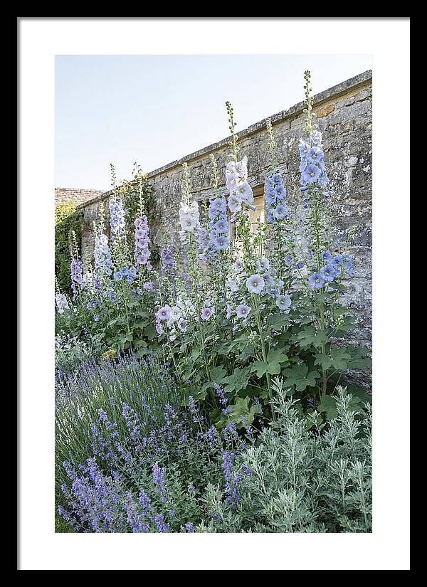 Tall Hollyhocks Against Cottage Garden