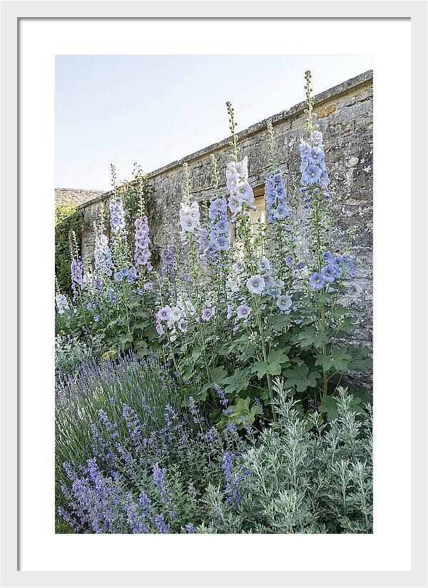 Tall Hollyhocks Against Cottage Garden