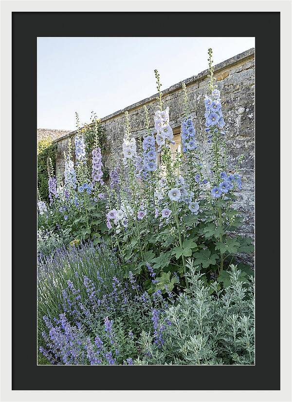 Tall Hollyhocks Against Cottage Garden