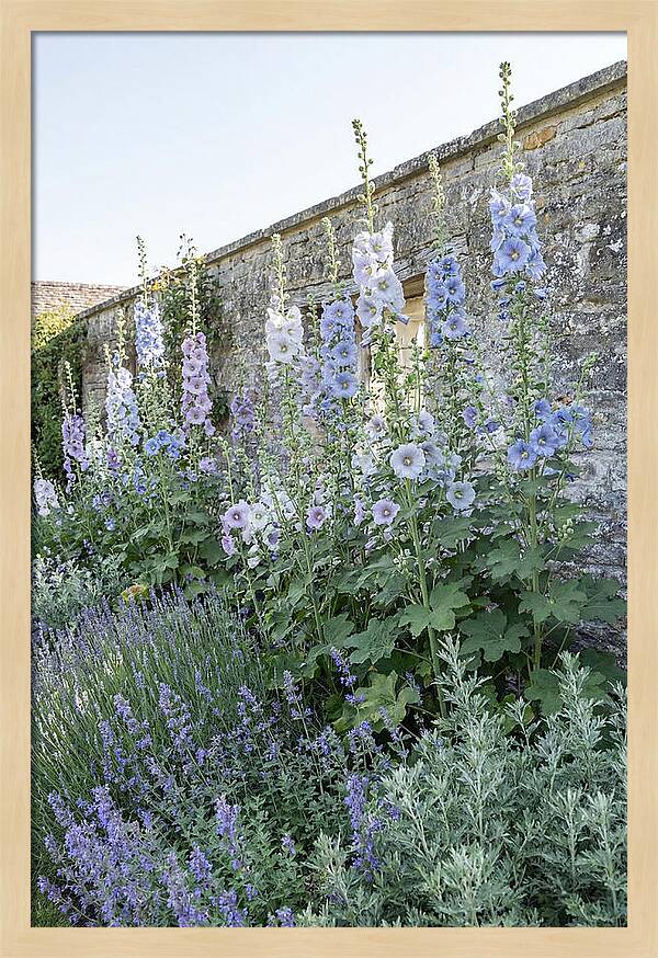 Tall Hollyhocks Against Cottage Garden