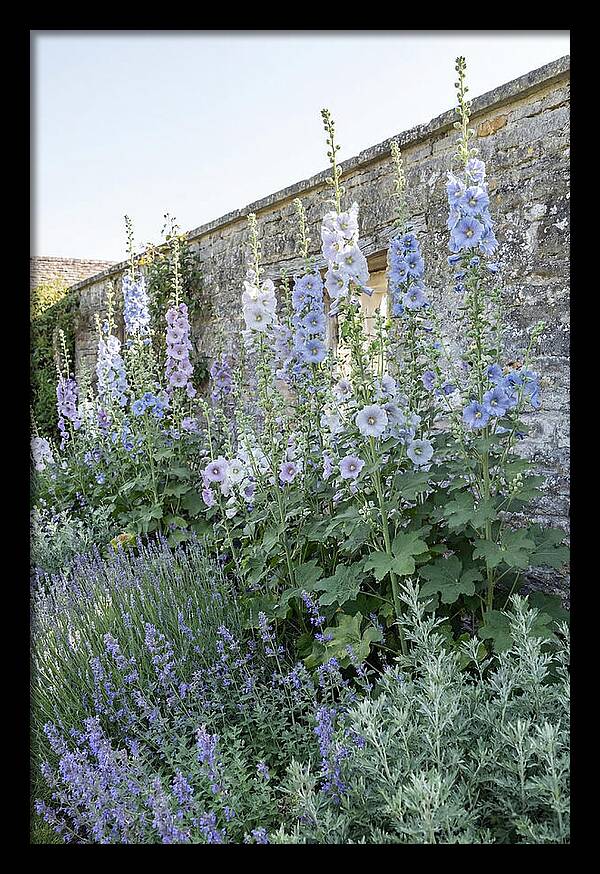 Tall Hollyhocks Against Cottage Garden