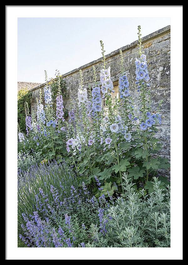Tall Hollyhocks Against Cottage Garden