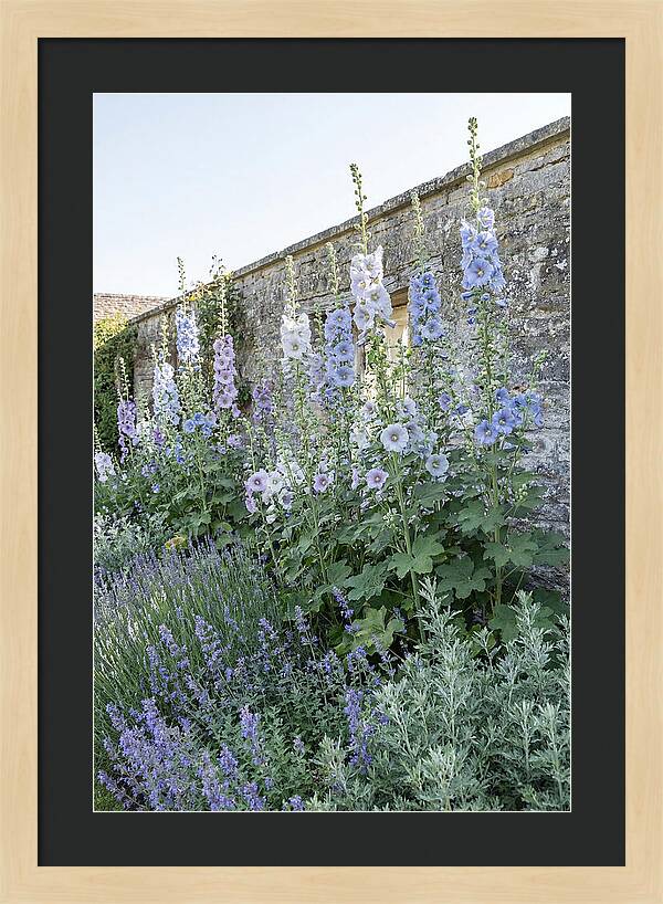 Tall Hollyhocks Against Cottage Garden