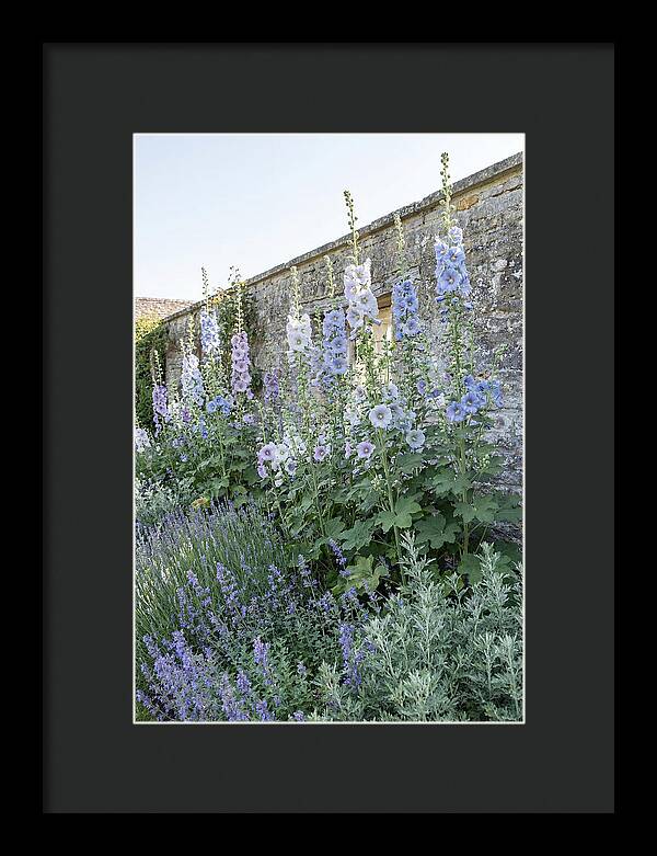 Tall Hollyhocks Against Cottage Garden