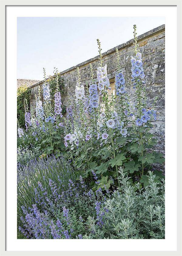 Tall Hollyhocks Against Cottage Garden