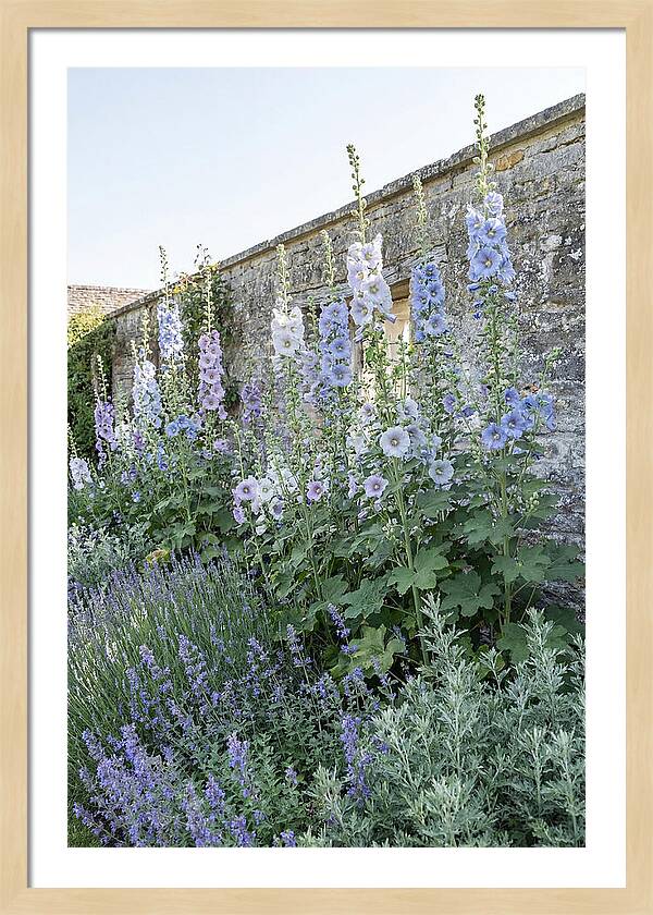 Tall Hollyhocks Against Cottage Garden