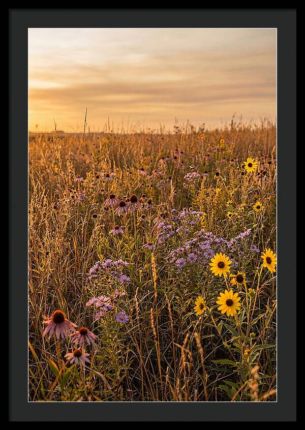 Tallgrass Prairie Serenity