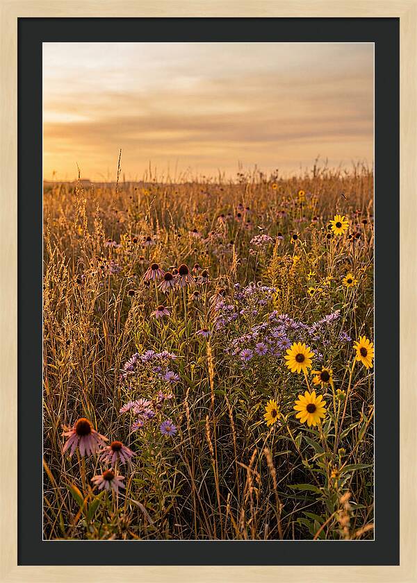 Tallgrass Prairie Serenity
