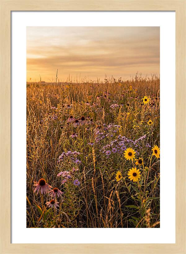 Tallgrass Prairie Serenity