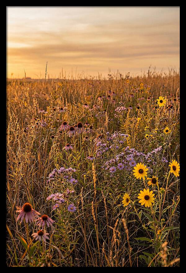 Tallgrass Prairie Serenity