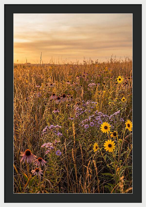 Tallgrass Prairie Serenity