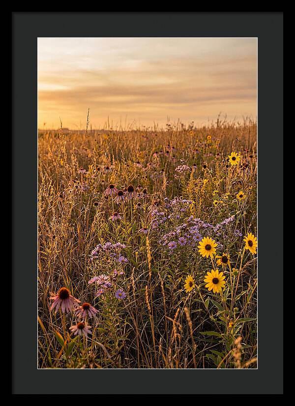 Tallgrass Prairie Serenity