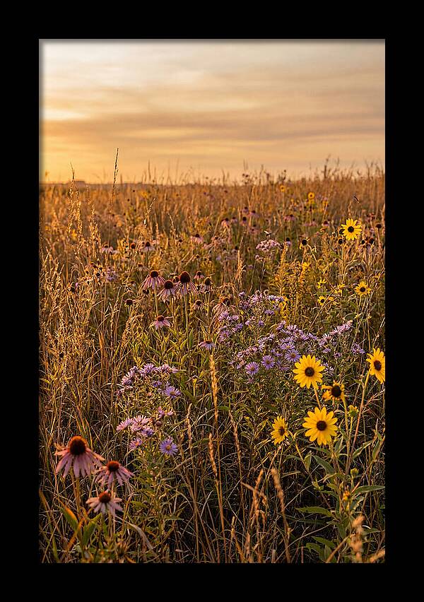 Tallgrass Prairie Serenity