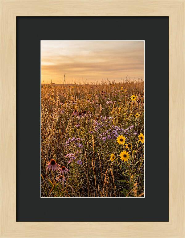 Tallgrass Prairie Serenity