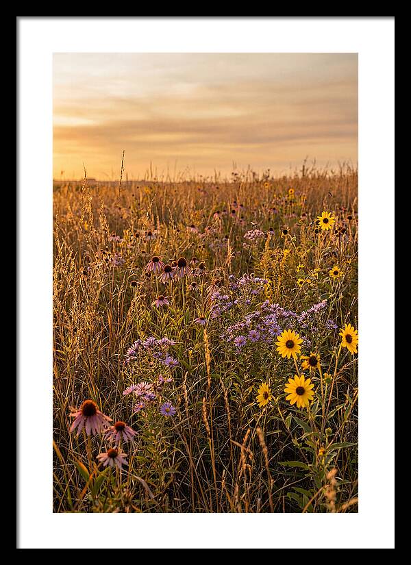 Tallgrass Prairie Serenity