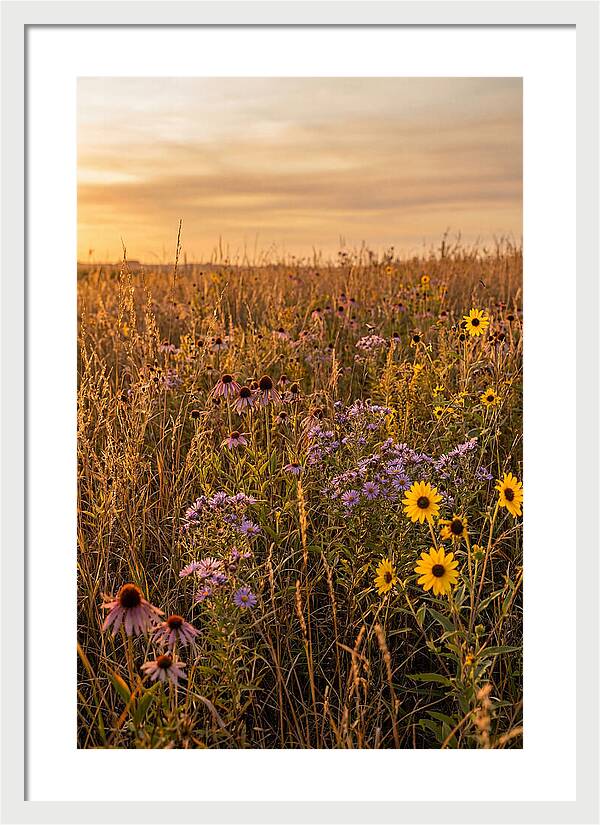 Tallgrass Prairie Serenity