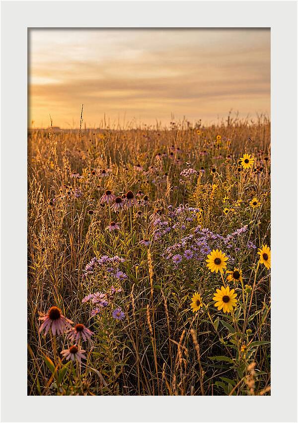 Tallgrass Prairie Serenity