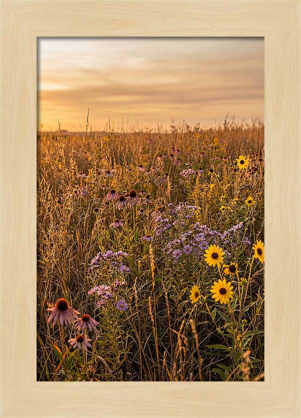 Tallgrass Prairie Serenity