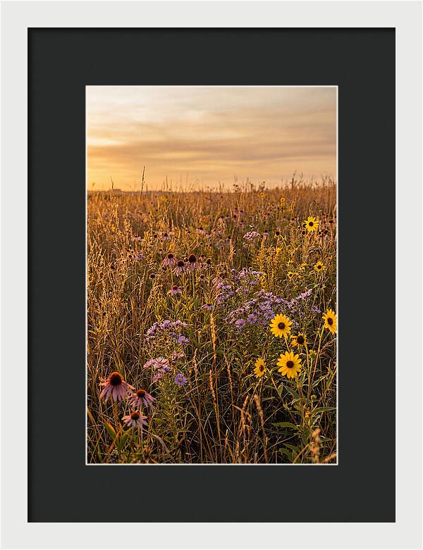 Tallgrass Prairie Serenity