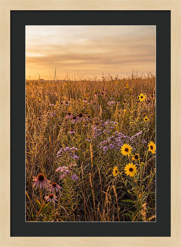 Tallgrass Prairie Serenity