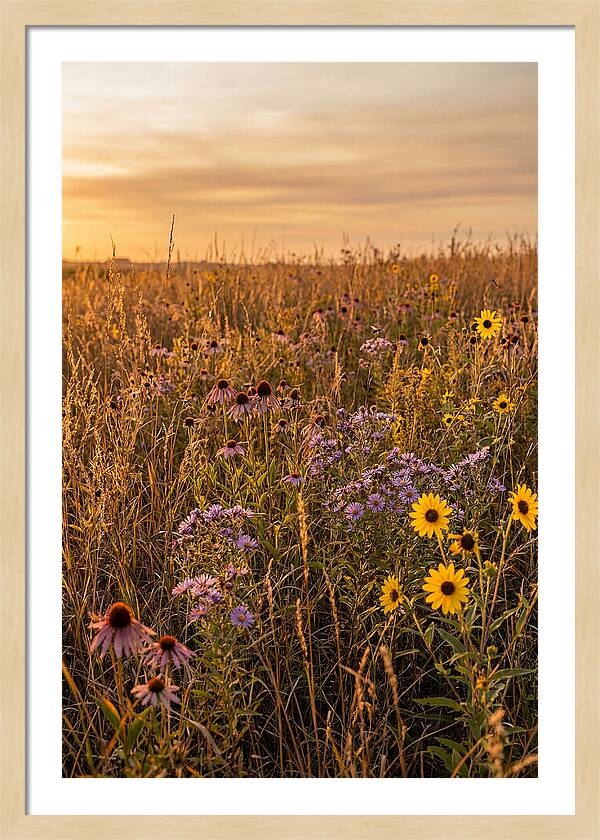 Tallgrass Prairie Serenity