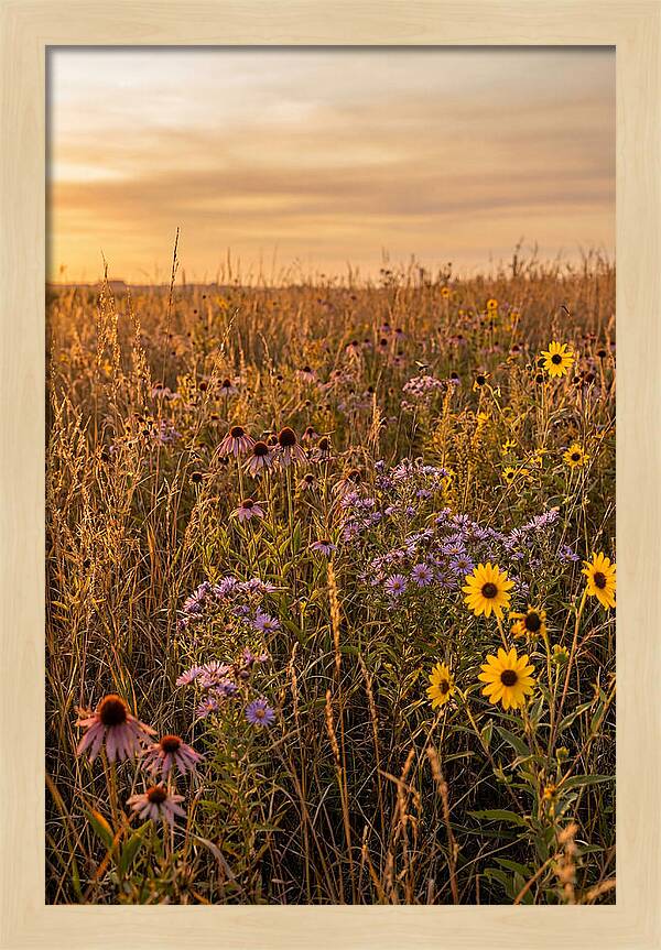 Tallgrass Prairie Serenity