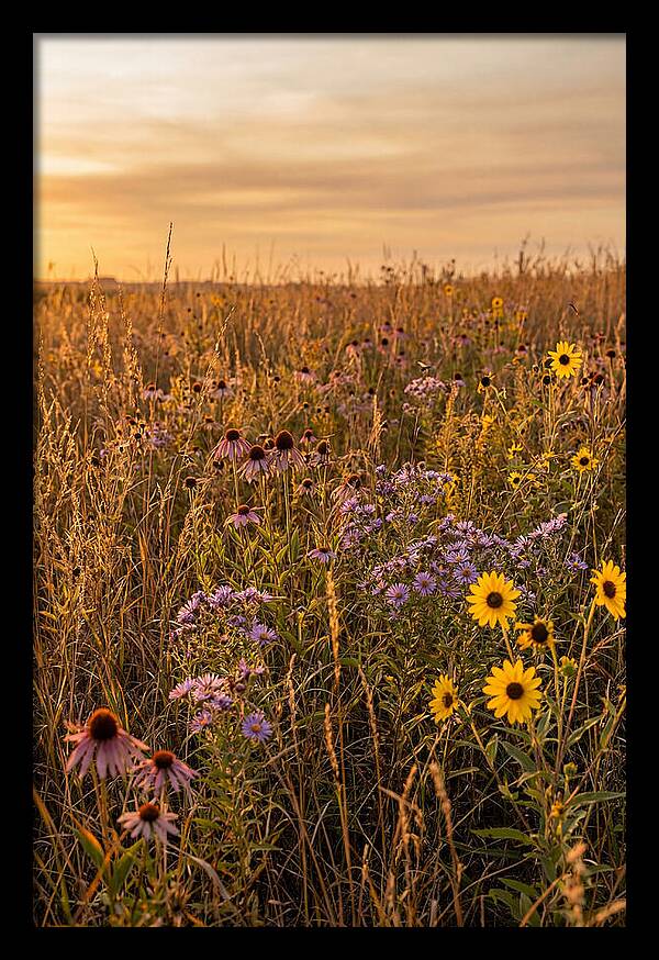 Tallgrass Prairie Serenity