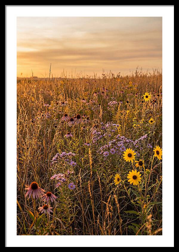 Tallgrass Prairie Serenity