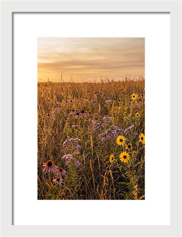 Tallgrass Prairie Serenity