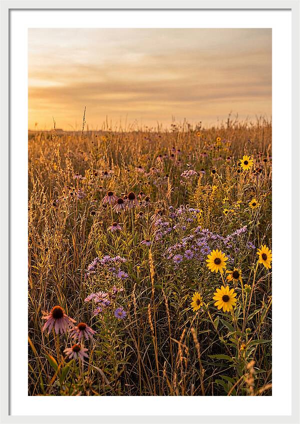 Tallgrass Prairie Serenity