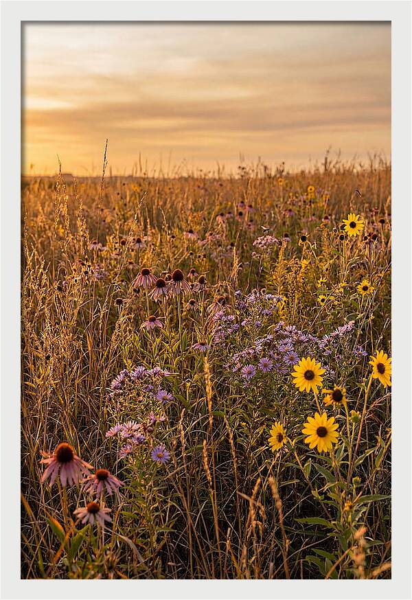 Tallgrass Prairie Serenity