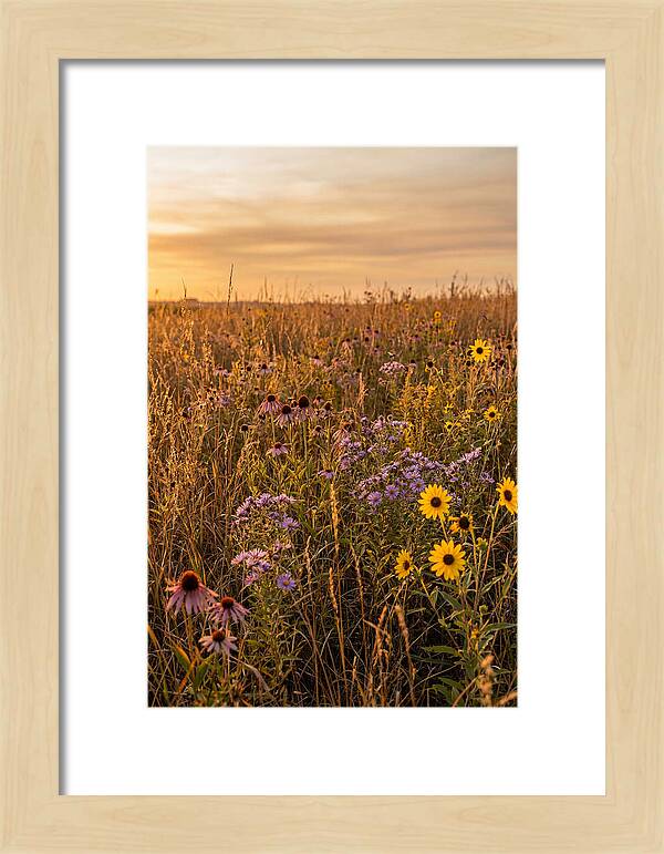 Tallgrass Prairie Serenity