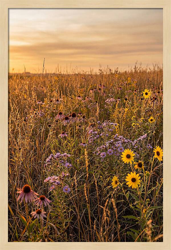 Tallgrass Prairie Serenity