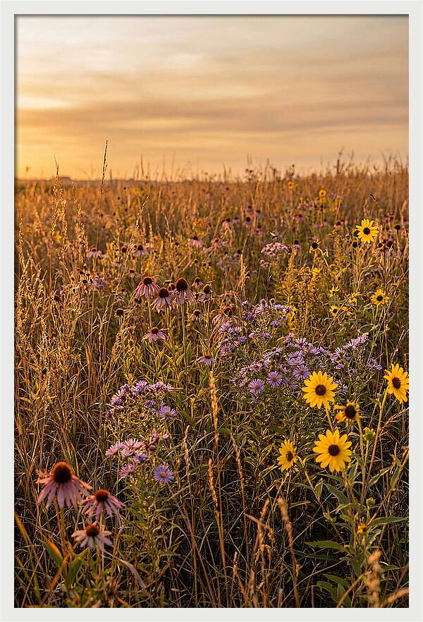 Tallgrass Prairie Serenity