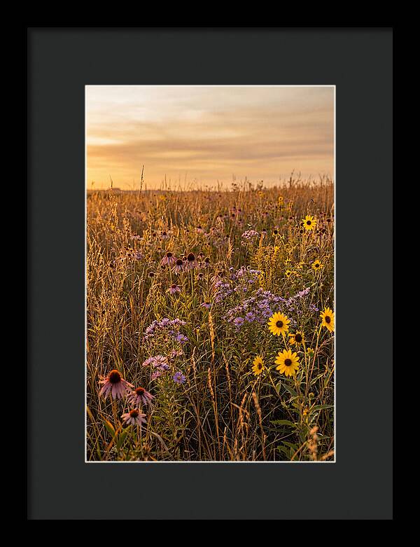 Tallgrass Prairie Serenity