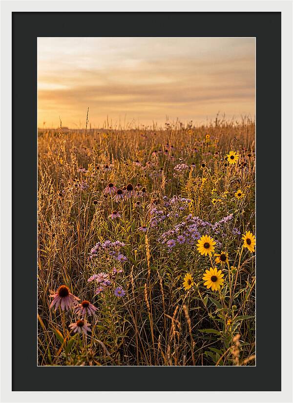 Tallgrass Prairie Serenity