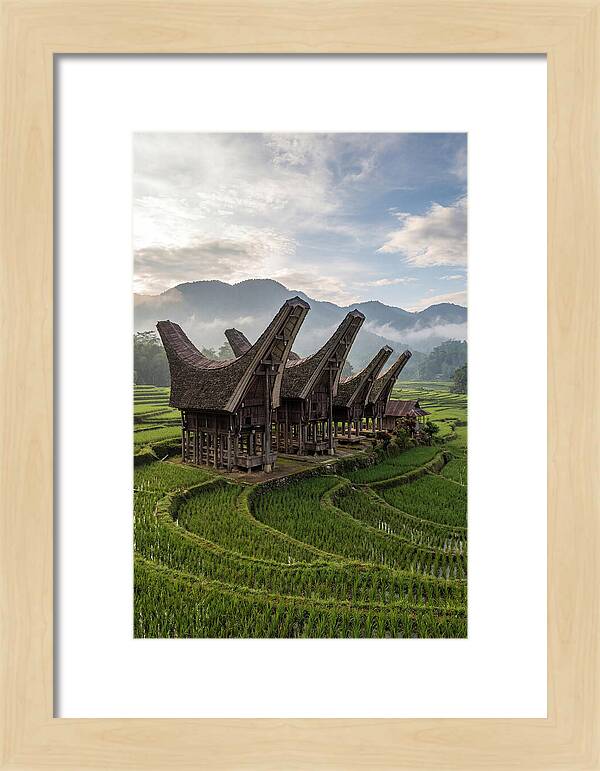 Tana Toraja Rice Terraces