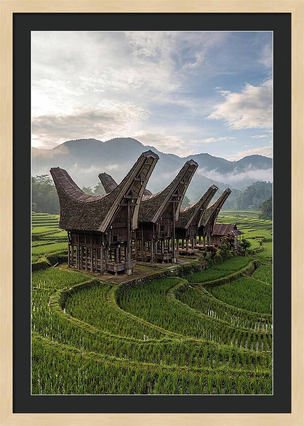 Tana Toraja Rice Terraces