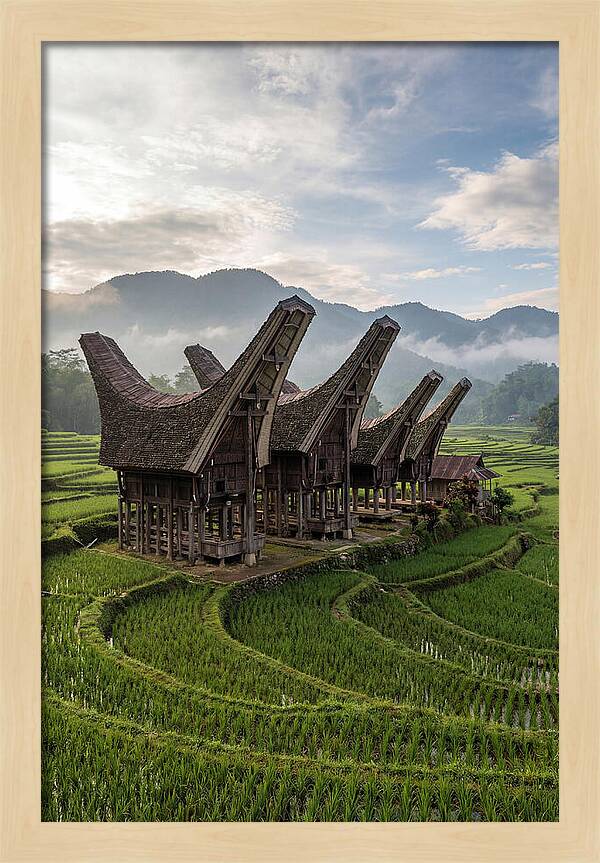 Tana Toraja Rice Terraces