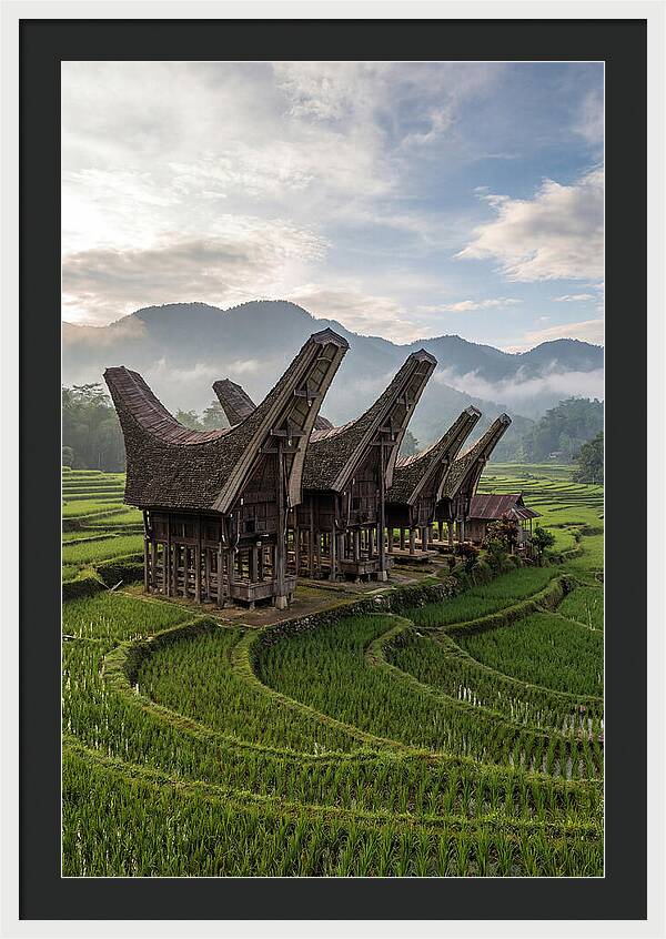Tana Toraja Rice Terraces