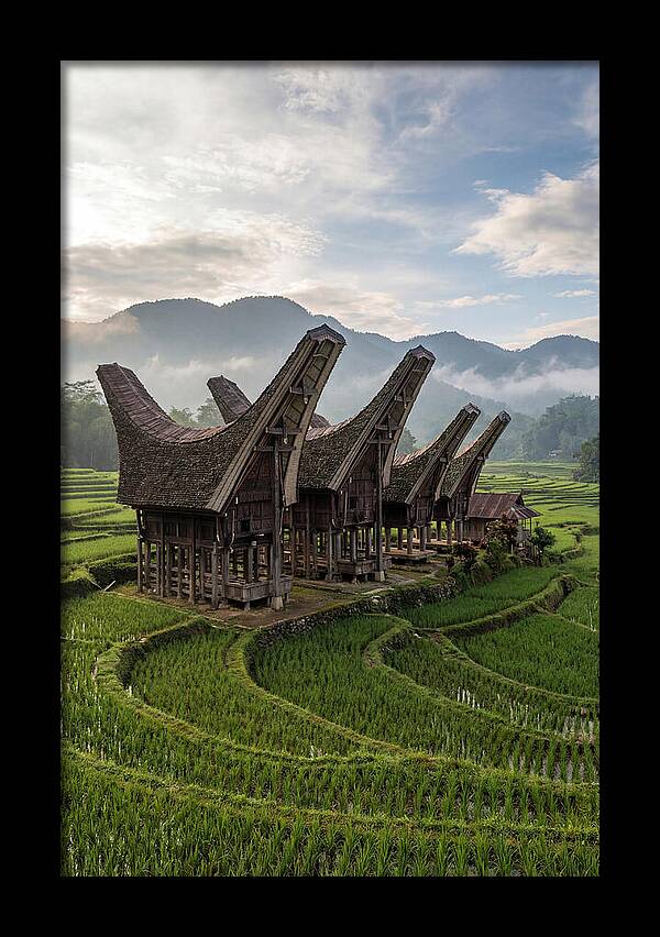 Tana Toraja Rice Terraces