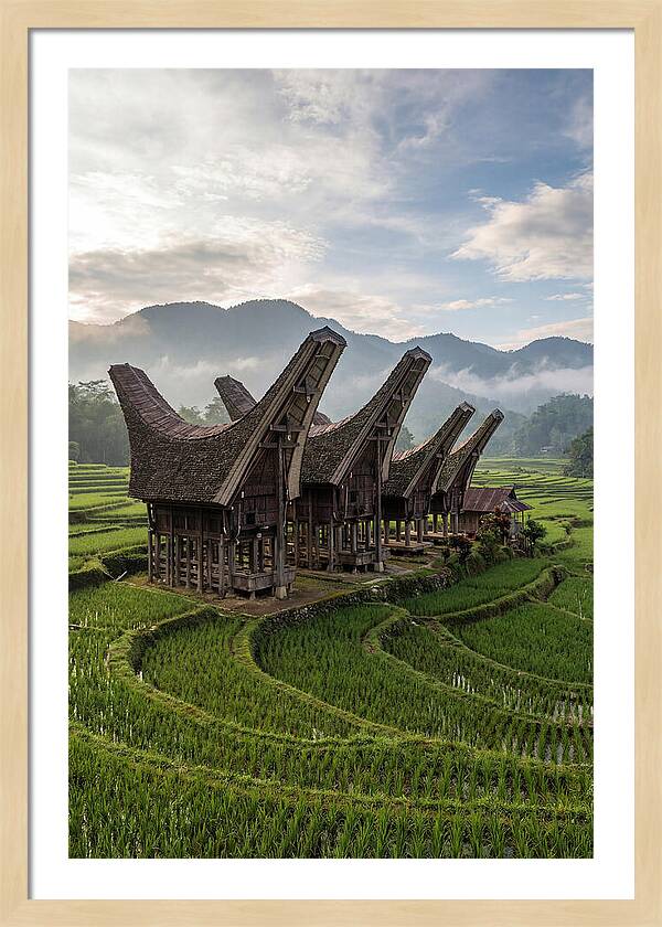 Tana Toraja Rice Terraces